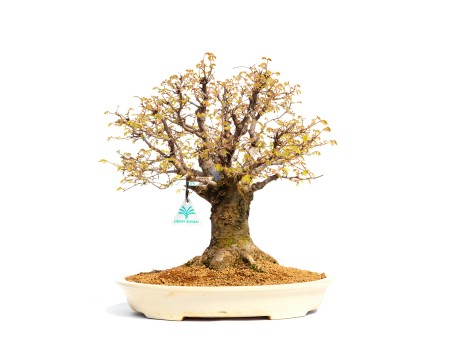 Zelkova serrata - Olmo - 40 cm