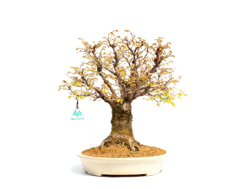 Zelkova serrata - Orme - 40 cm