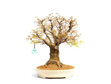 Zelkova serrata - Orme - 40 cm
