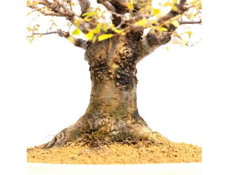 Zelkova serrata - Elm - 40 cm