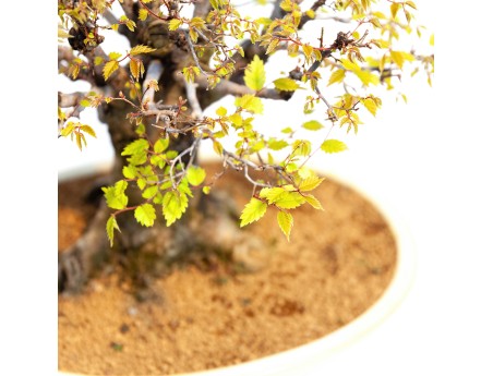 Zelkova serrata - Orme - 40 cm