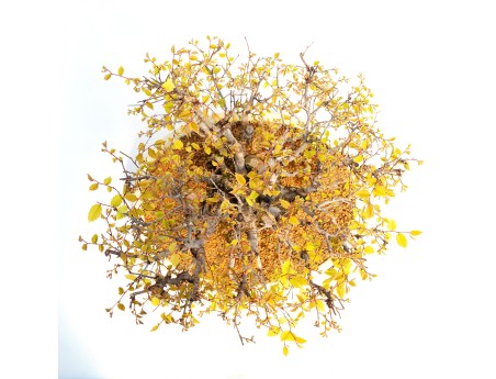 Zelkova serrata - Orme - 40 cm