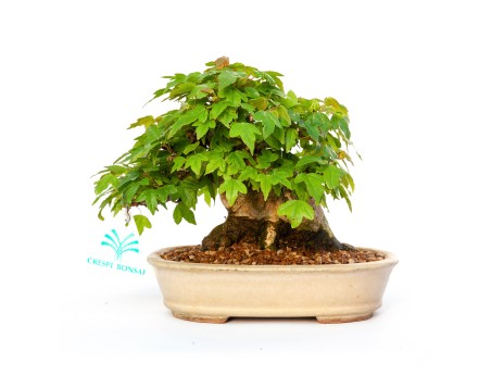 Acer buergerianum - maple - 15 cm