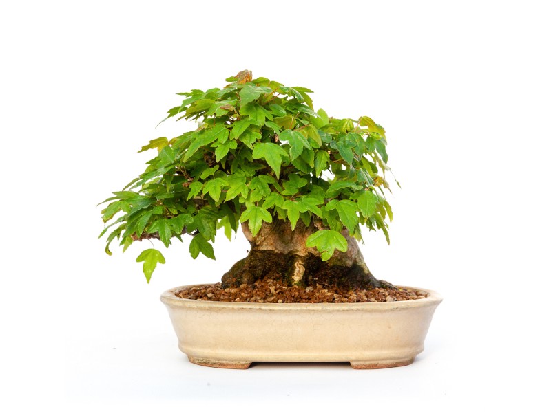 Acer buergerianum - maple - 15 cm