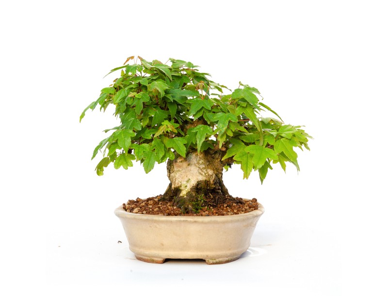 Acer buergerianum - maple - 15 cm
