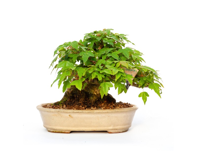 Acer buergerianum - maple - 15 cm