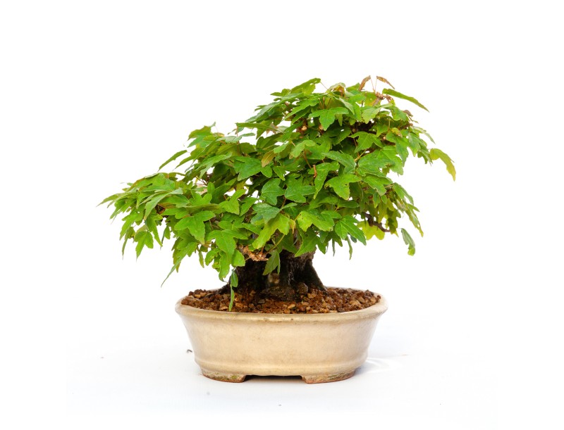Acer buergerianum - acero - 15 cm