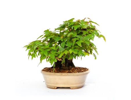 Acer buergerianum - maple - 15 cm