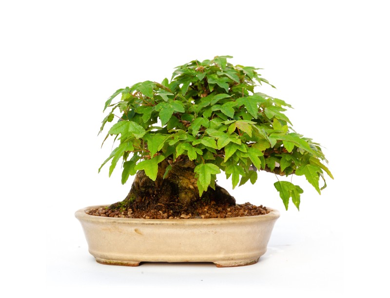 Acer buergerianum - maple - 15 cm
