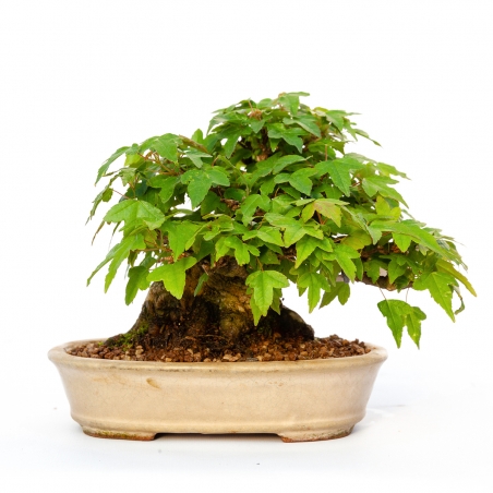 Acer buergerianum - acero - 15 cm