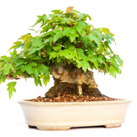 Acer buergerianum - maple - 15 cm