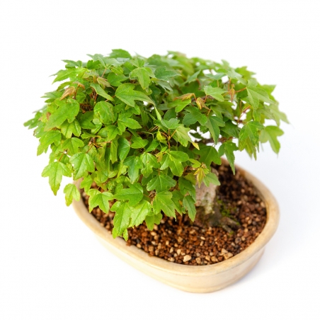 Acer buergerianum - maple - 15 cm
