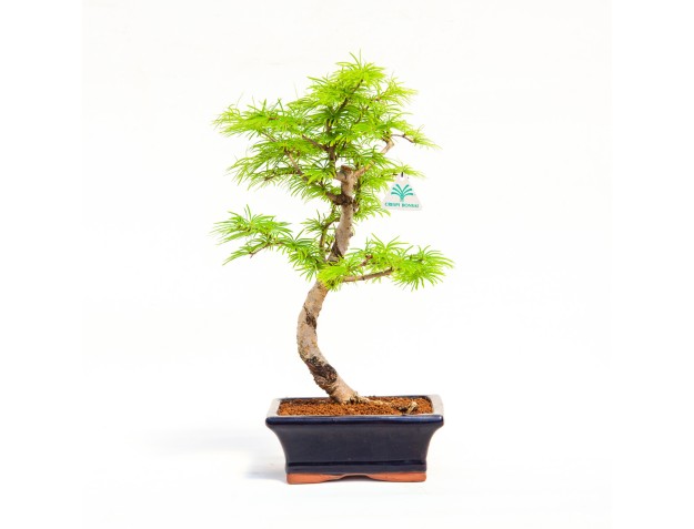 Pseudolarix - Mélèze - 35 cm