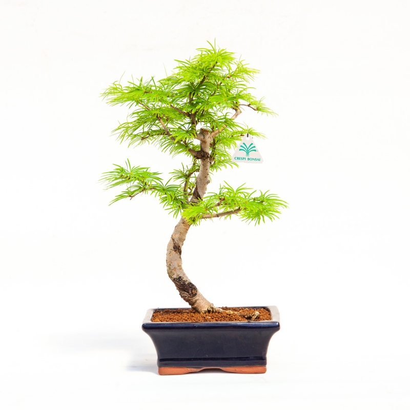 Pseudolarix - Larice - 35 cm