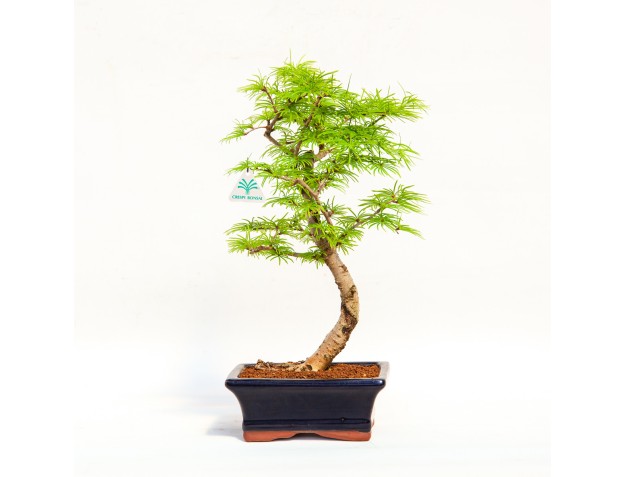 Pseudolarix - Larch - 35 cm 2