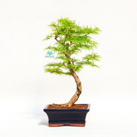 Pseudolarix - Mélèze - 35 cm