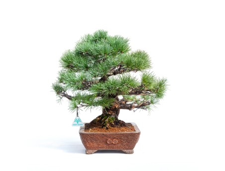 Pinus pentaphylla -  Pino - 44 cm