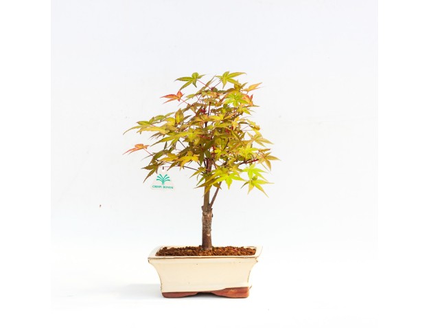 Acer Palmatum Katsura - Acero - 29 cm