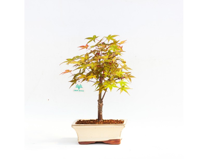 Acer Palmatum Katsura - Acero - 29 cm