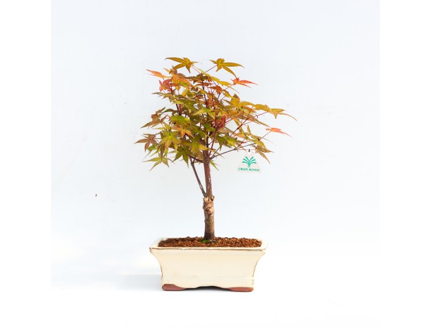 Acer Palmatum Katsura - Acero - 29 cm 2