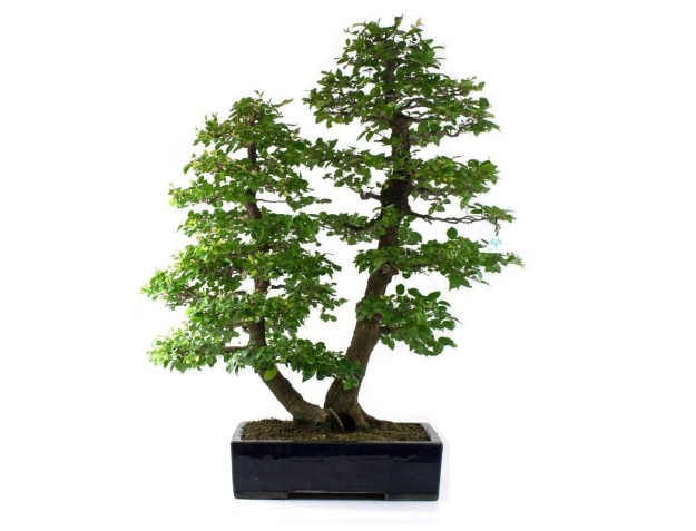 Celtis australis - Bagolaro - 100 cm