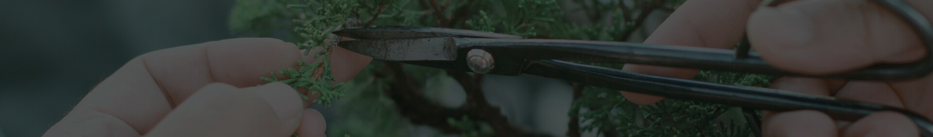 Bonsai Universiteit