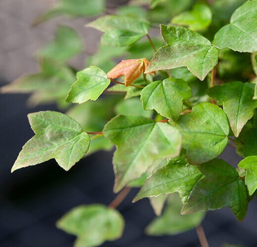 Acer buergerianum