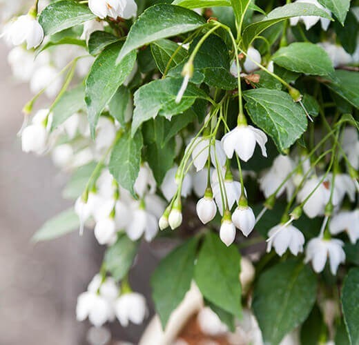 Styrax