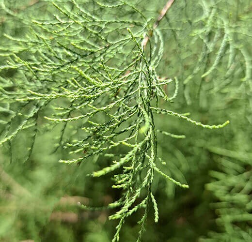 Tamarix