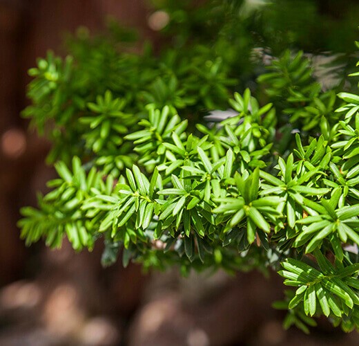 Taxus