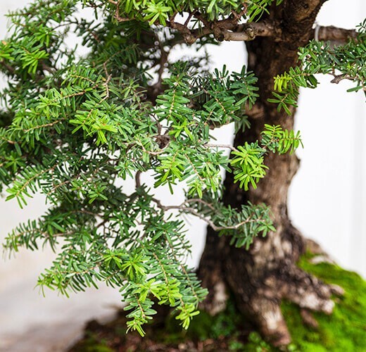 Tsuga diversifolia