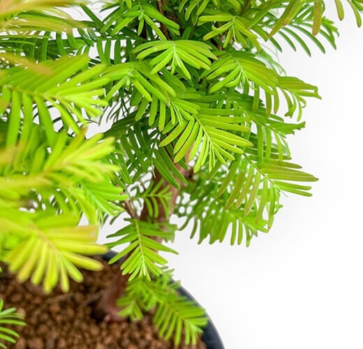 Metasequoia