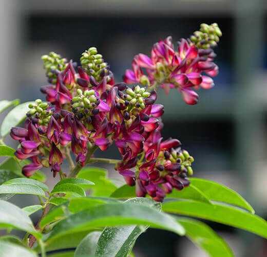 Millettia japonica