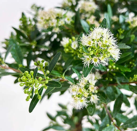 Syzygium