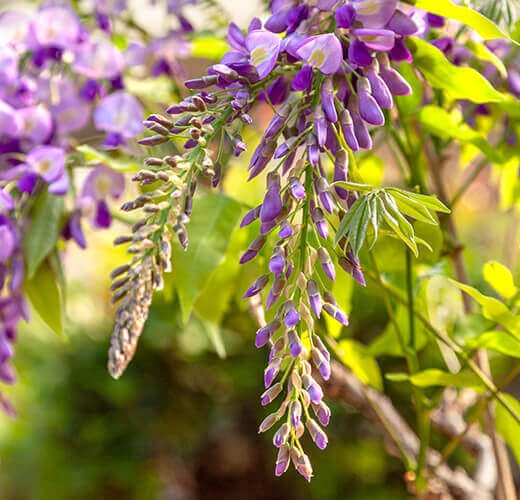 Glicine - Wisteria
