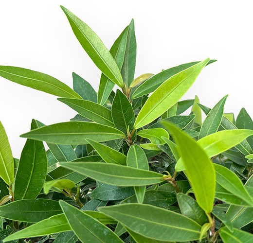 Ficus neriifolia