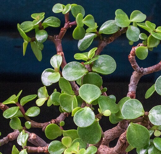 Crassula