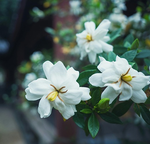 Gardenia jasminoides