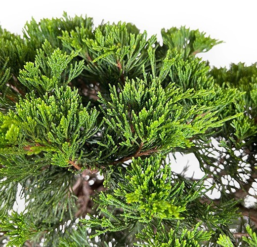 Juniperus sabina