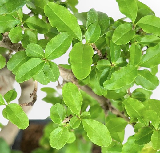 Ligustrum