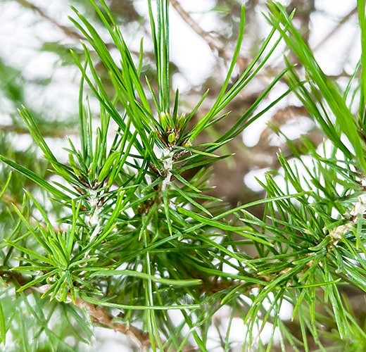 Pinus halepensis