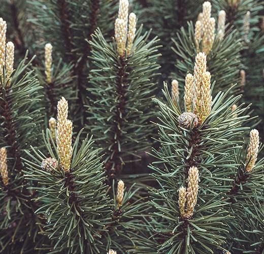 Pinus sylvestris