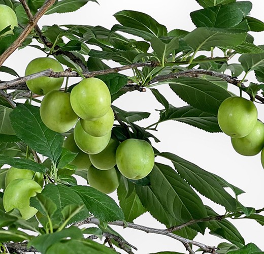 Prunus cerasifera