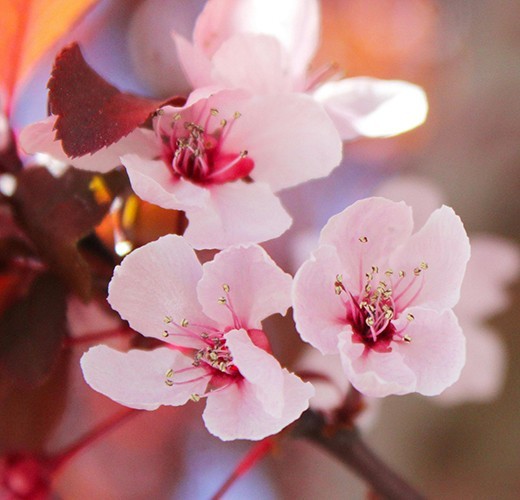 Prunus cistena