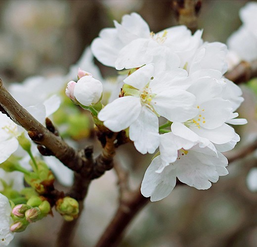 Prunus incisa