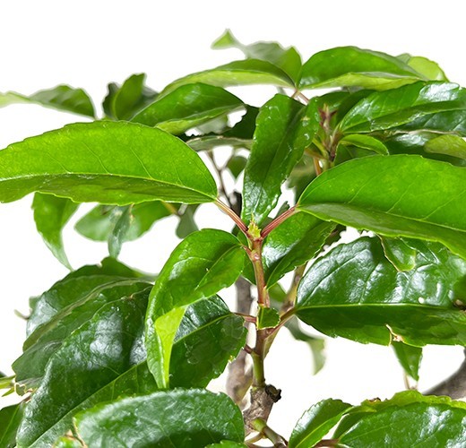 Prunus lusitanica