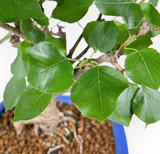 Prunus mahaleb