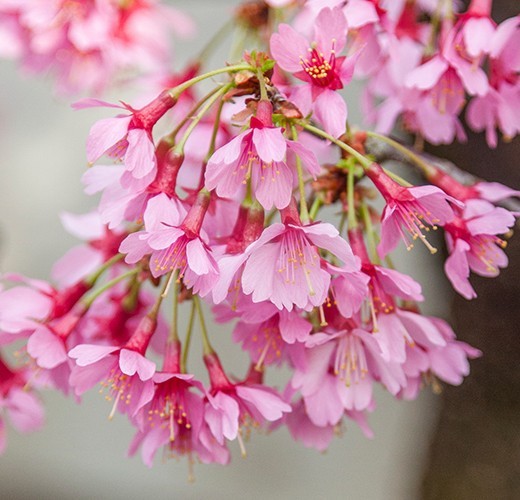 Prunus okame