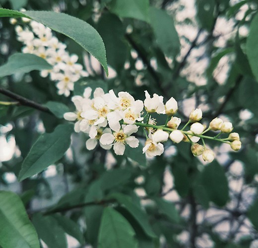 Prunus padus