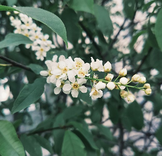 Prunus padus